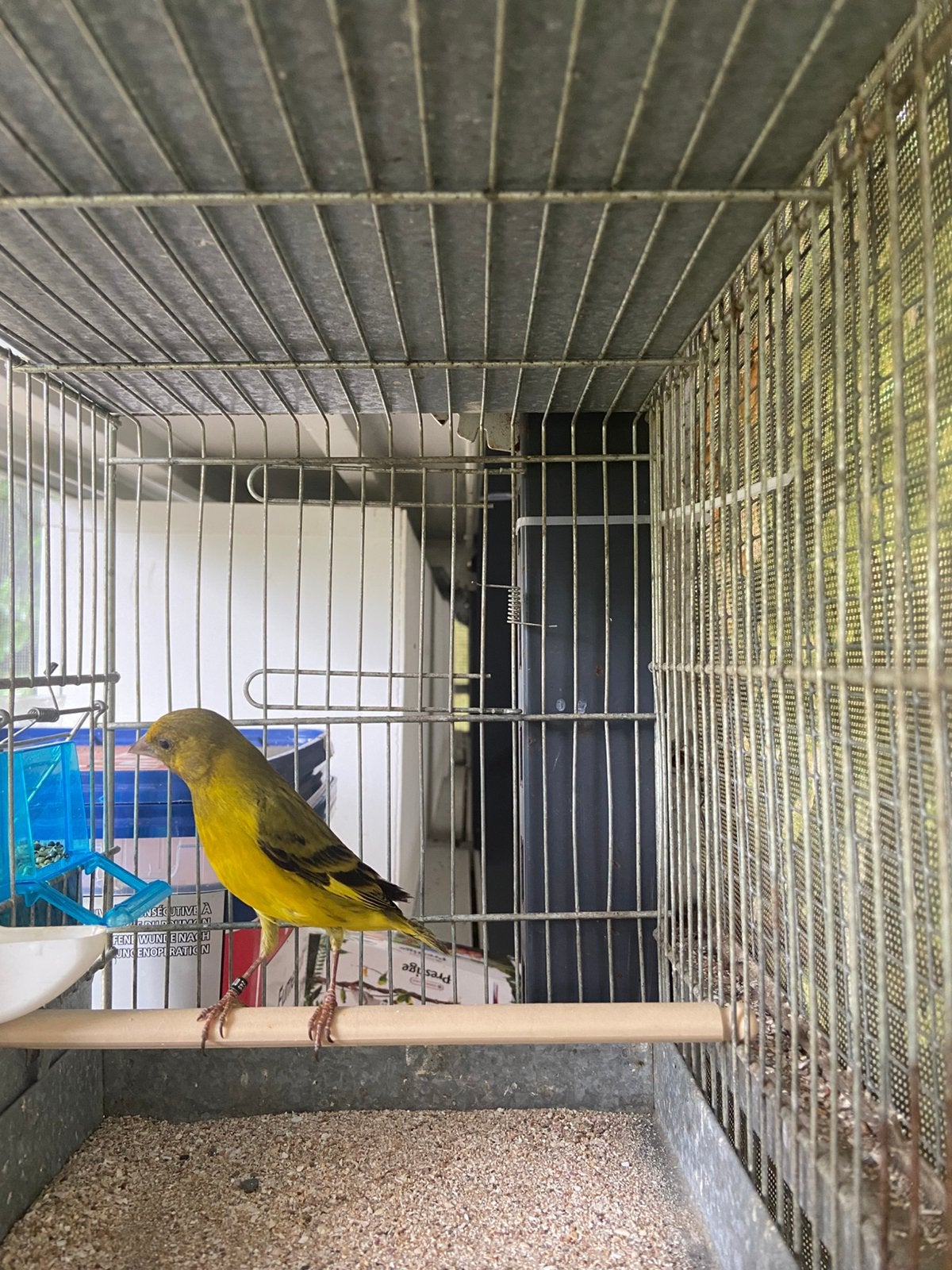 Kruising zwartkop sijs  x kanarie man 25, Mâle, Oiseau chanteur sauvage, Bagué