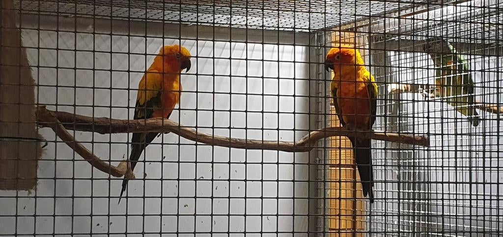 Zonparkieten aratinga, Dieren en Toebehoren