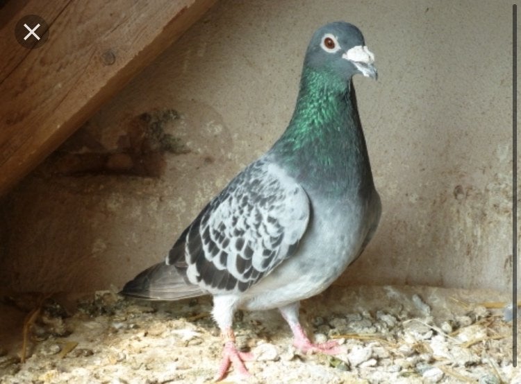 Reisduiven, Dieren en Toebehoren, Geslacht onbekend, Postduif