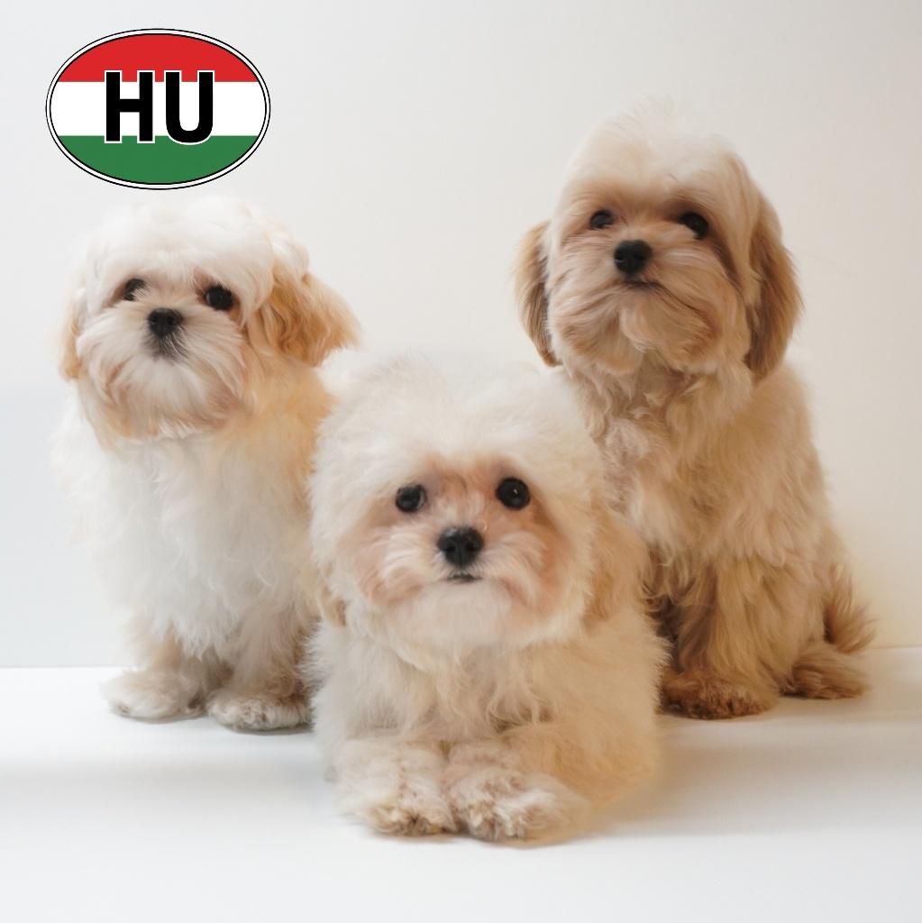 Maltipoo pups – kleine charmeurs te koop, 15 weken tot 1 jaar, Buitenland, Parvo, Meerdere