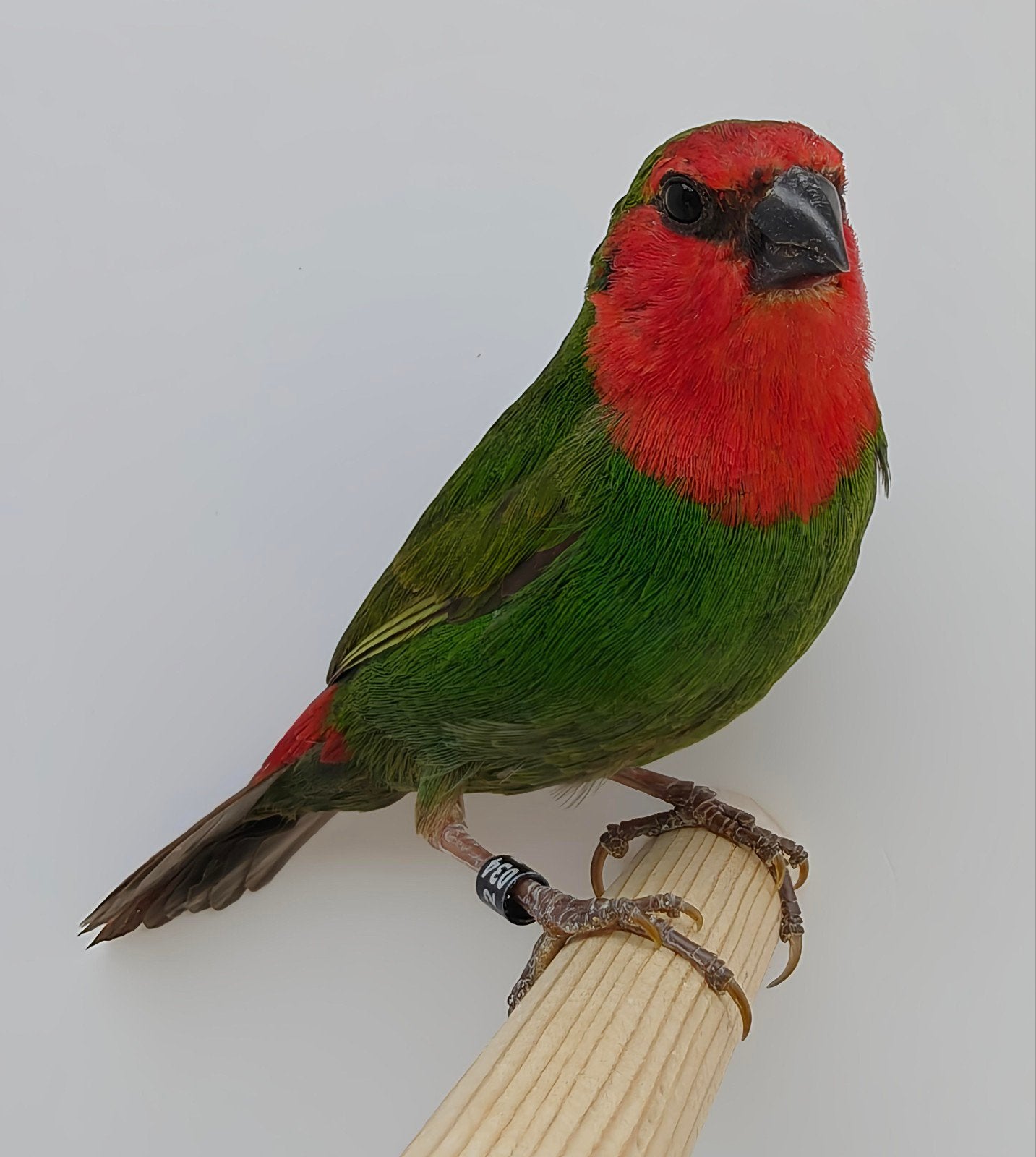 Roodkop papegaaiamadine koppel, Meerdere dieren, Tropenvogel, Geringd