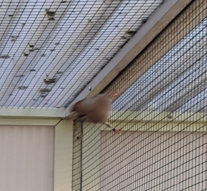 Koppel appelvinken, Dieren en Toebehoren, Meerdere dieren, Wildzangvogel, Tam