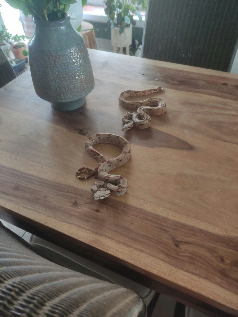 Boa constructor imperator, Dieren en Toebehoren, Slang, 0 tot 2 jaar