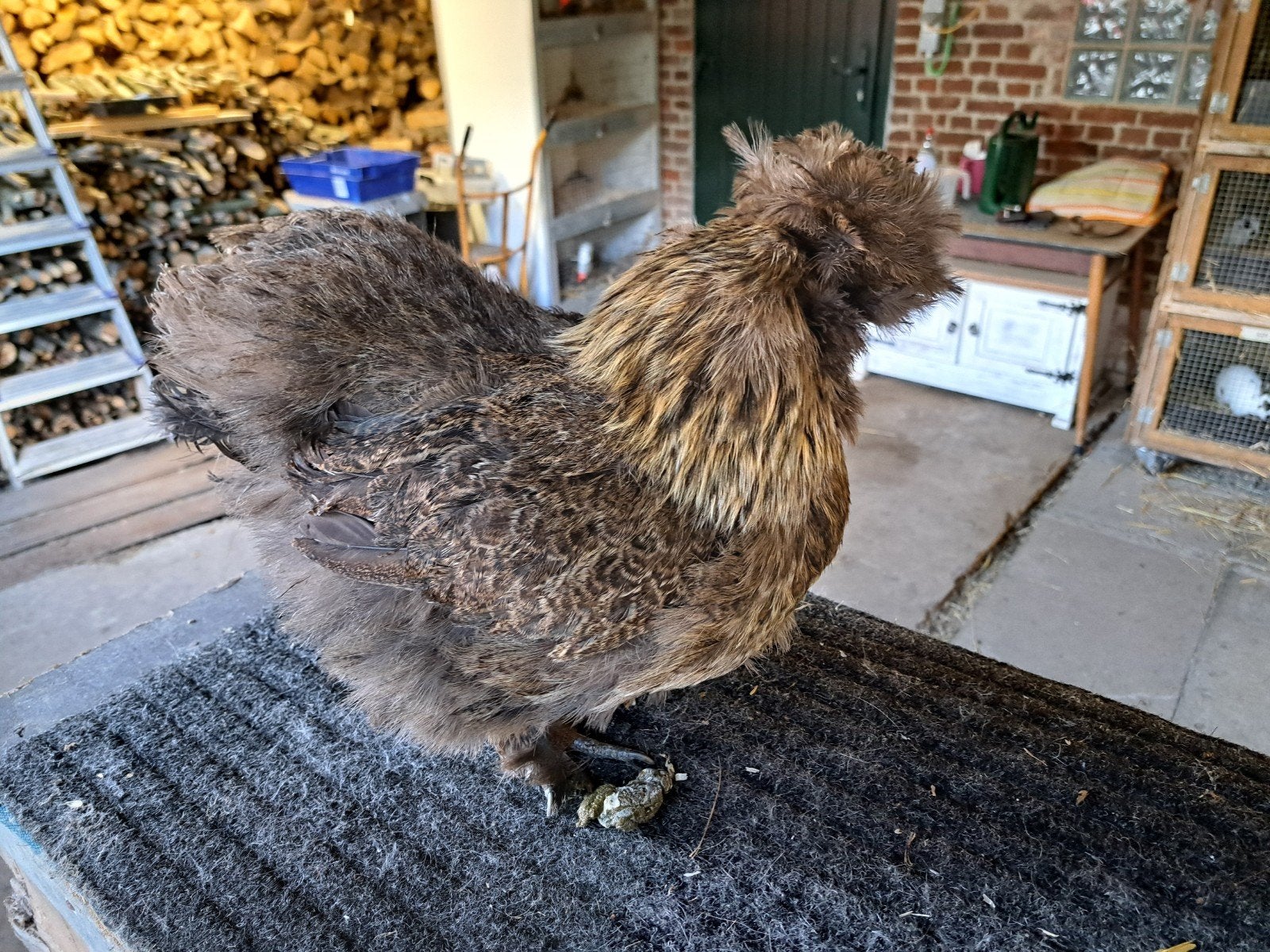 Zijdehoen Goudpatrijs hennetjes, Vrouwelijk, Kip
