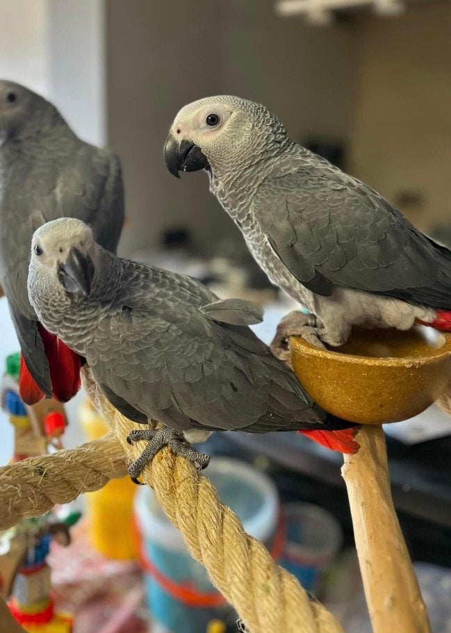 Gris du gabon de 3 à 4 mois, Animaux & Accessoires, Plusieurs animaux, Perroquet, Parleur