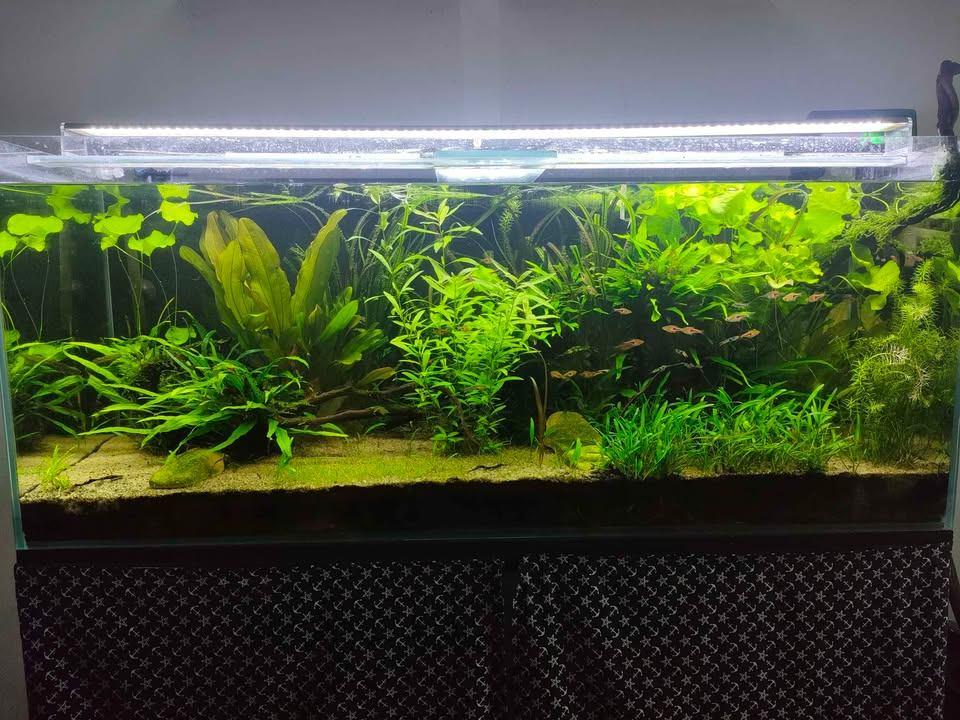 Aquarium complet 240L équipé – Oase BioMaster Thermo 600, Poissons inclus, Oase, Aquarium d'eau douce rempli, Comme neuf