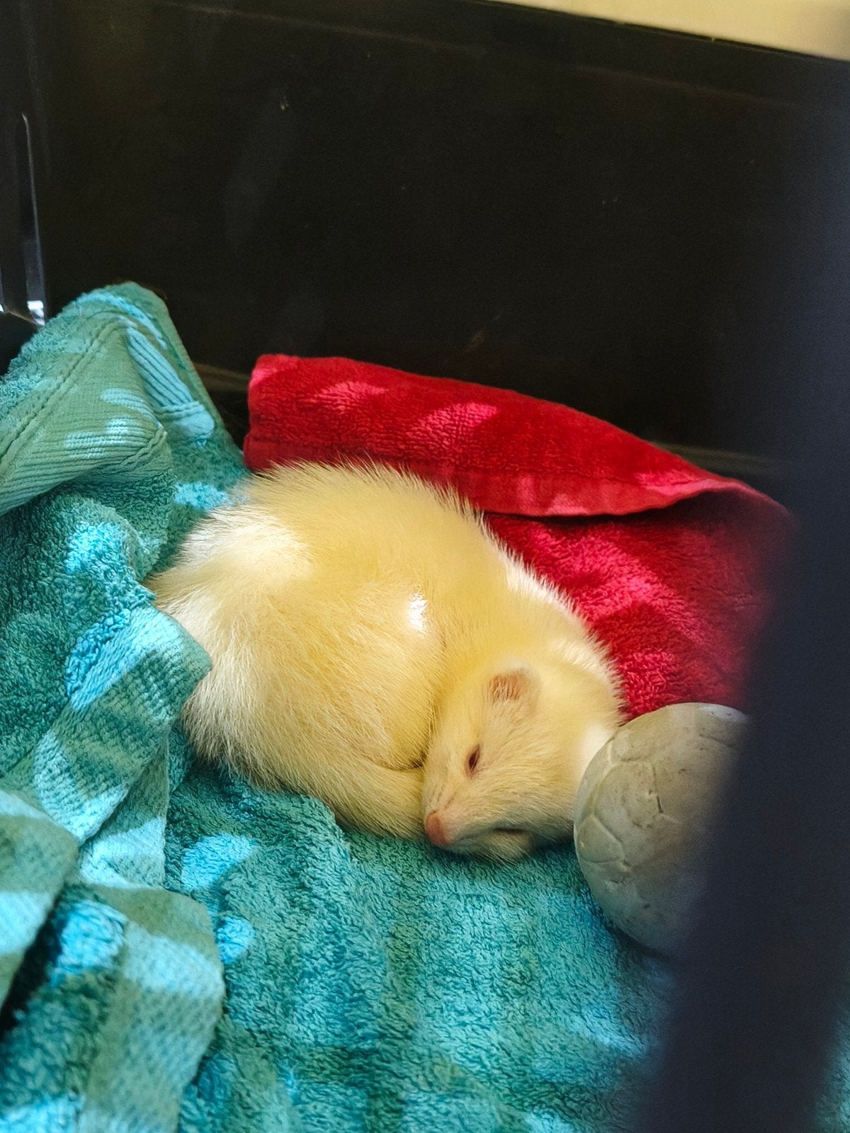 2 albino moertjes, Dieren en Toebehoren, Knaagdieren, Fret, Vrouwelijk, Mei, Tam