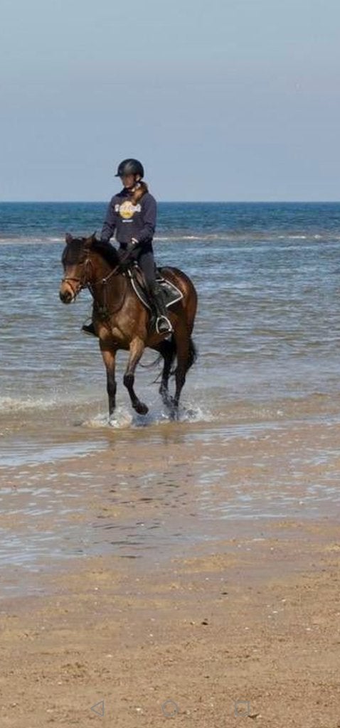 Recreatief allround paardje, parcours ervaring tot 70cm, Dieren en Toebehoren, Paarden, Merrie, Niet van toepassing, Minder dan 160 cm