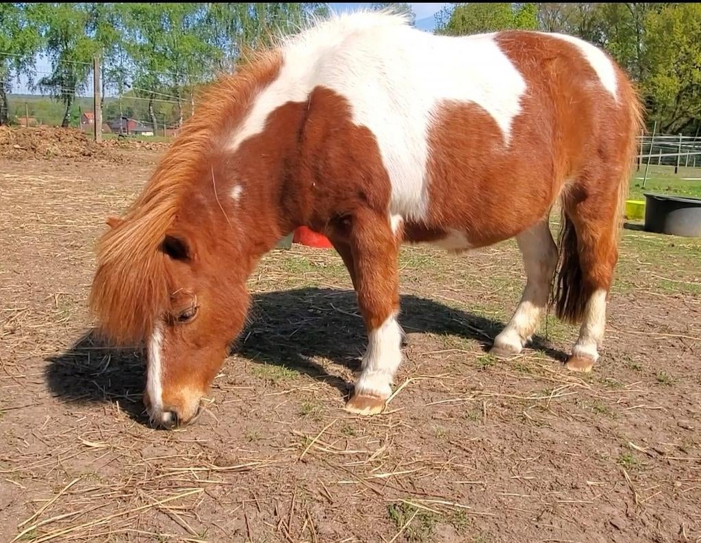 Lieve knuffel kinderpony shetlander., Dieren en Toebehoren, Pony's, Merrie, Met stamboom, Zadelmak, A pony (tot 1.17m)