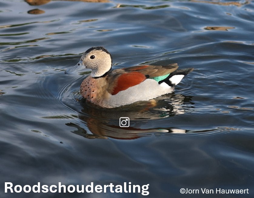 Siereenden: Roodschoudertaling, Dieren en Toebehoren, Pluimvee, Eend, Meerdere dieren
