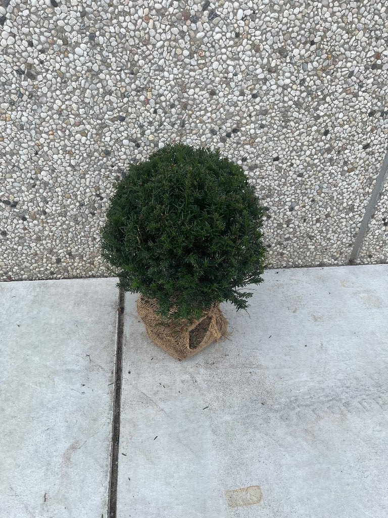 Taxus bolvorm, Tuin en Terras, Ophalen, Taxus