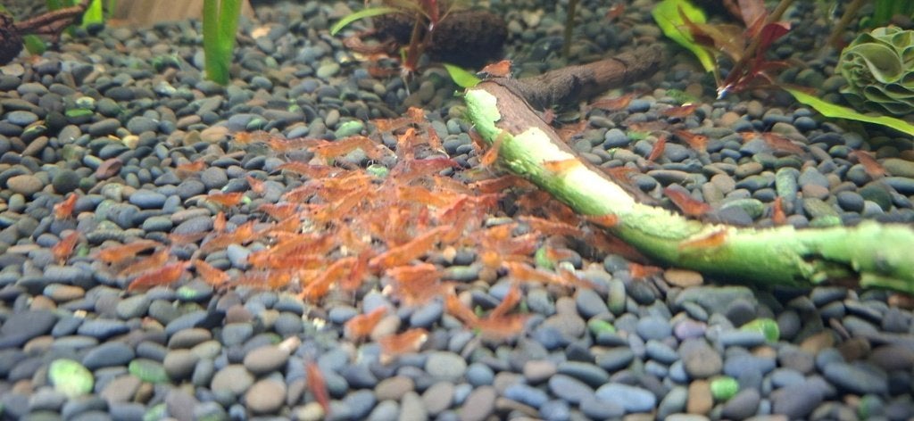 crevettes - neocaridina red cherry, Enlèvement, Neuf, Autres types