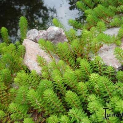 Moerings Myriophyllum Rubricaule (Red), Jardin & Terrasse, Plantes | Jardin, Plante fixe, Plantes de bassin, Plein soleil, Ne fleurit pas