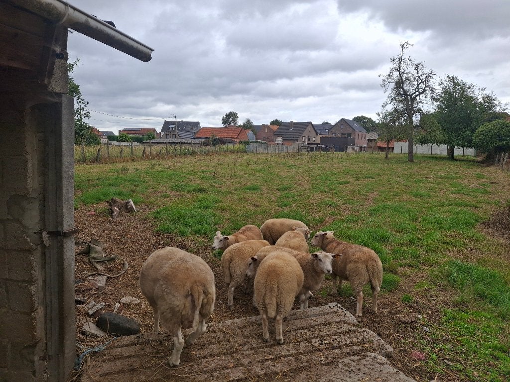Schapen te koop, Vrouwelijk, Schaap, 0 tot 2 jaar