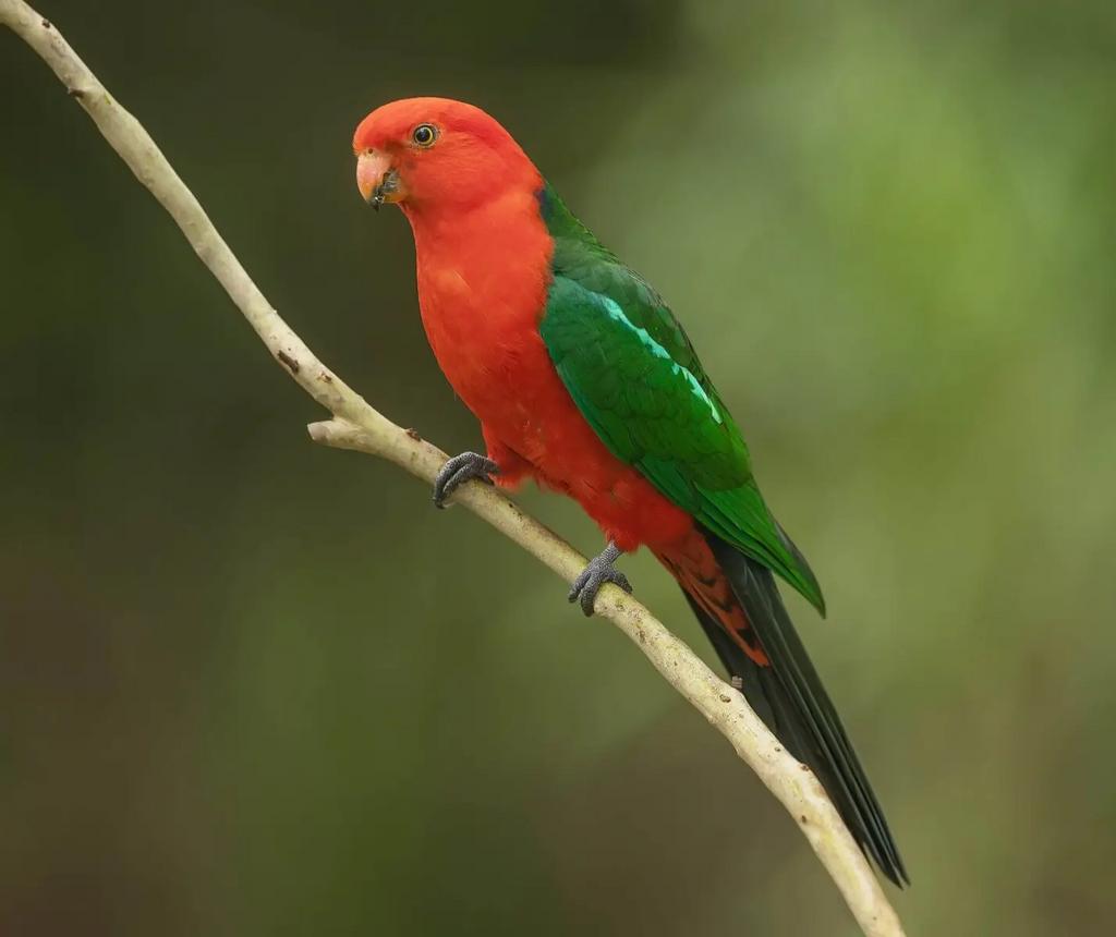 Australische koningsparkiet (man), Dieren en Toebehoren, Vogels | Parkieten en Papegaaien, Geringd