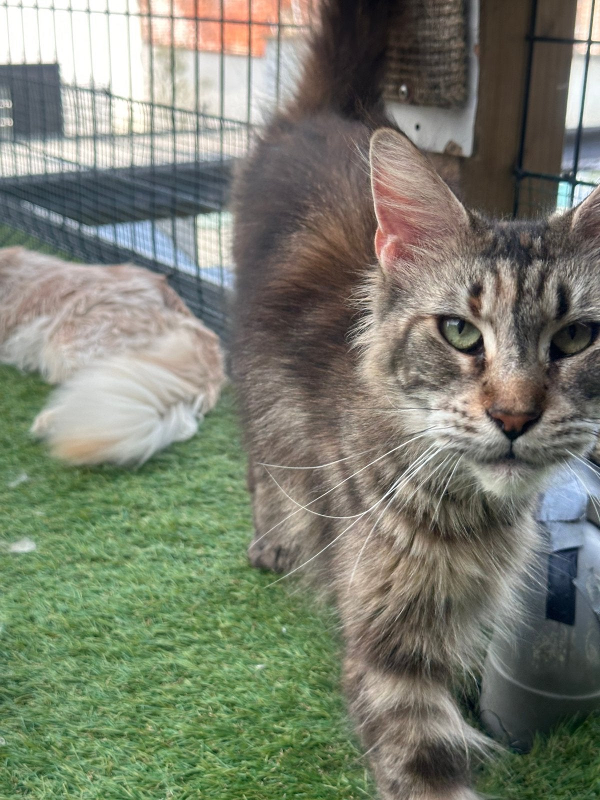 Maine Coon, Meerdere dieren, Met stamboom, 3 tot 5 jaar