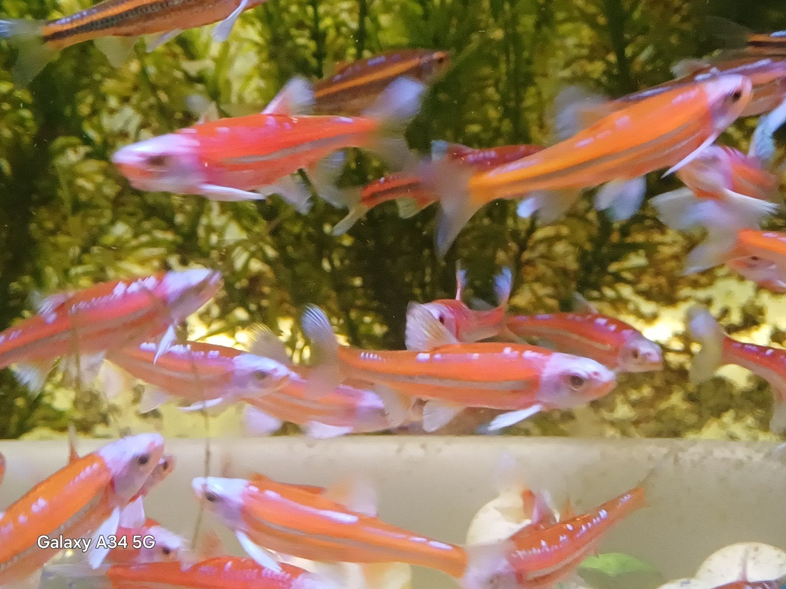 Notropis Chrosomus,  rainbowshiner, regenboogelrits 2026, Dieren en Toebehoren