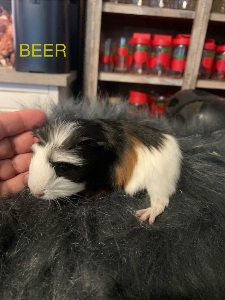 Prachtige raszuiver Coronet beertje 3 weekjes, Cavia, April, Mannelijk, Tam