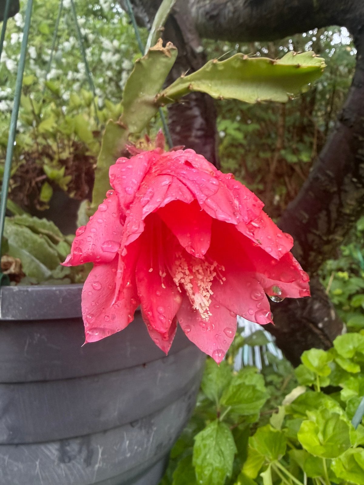 Bladcactus rode/roze bloem, Ophalen, Lente