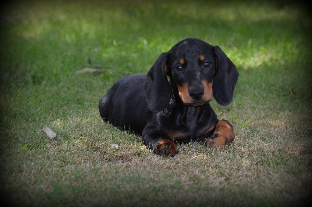 Chiots teckel à poil court, Animaux & Accessoires, Chiens | Teckels & Bassets, Plusieurs animaux, Poils courts, Nain, Éleveur | Professionnel