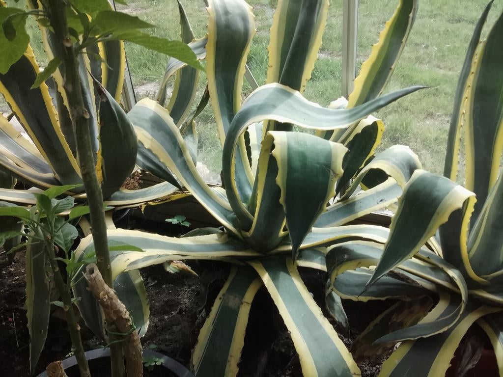 Bloemen en planten, Enlèvement