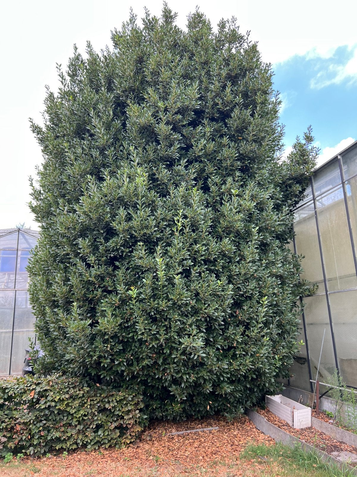 Laurier struik, H:+-10M D:+-4M, Overige soorten, Zomer, 400 cm of meer, Ophalen
