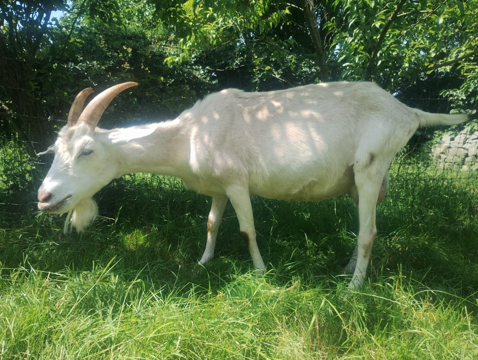 Melkgeit met geitenlam te koop
