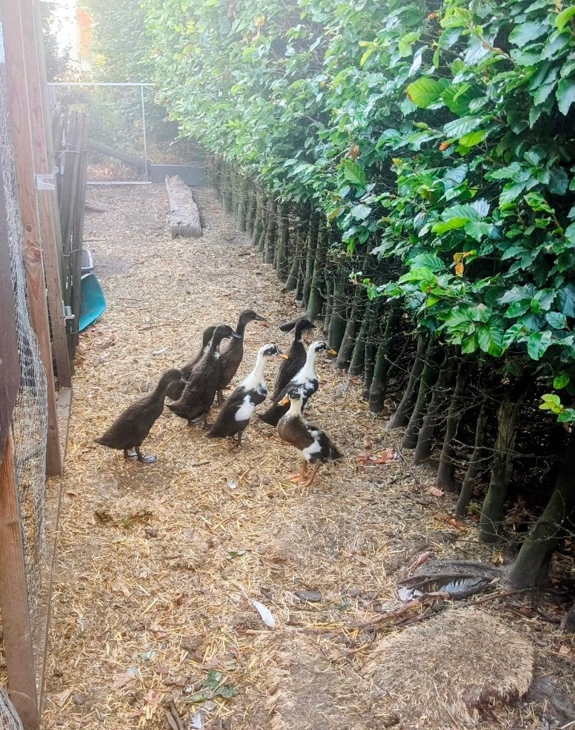 Jonge indische loopeenden, Sexe inconnu, Canard