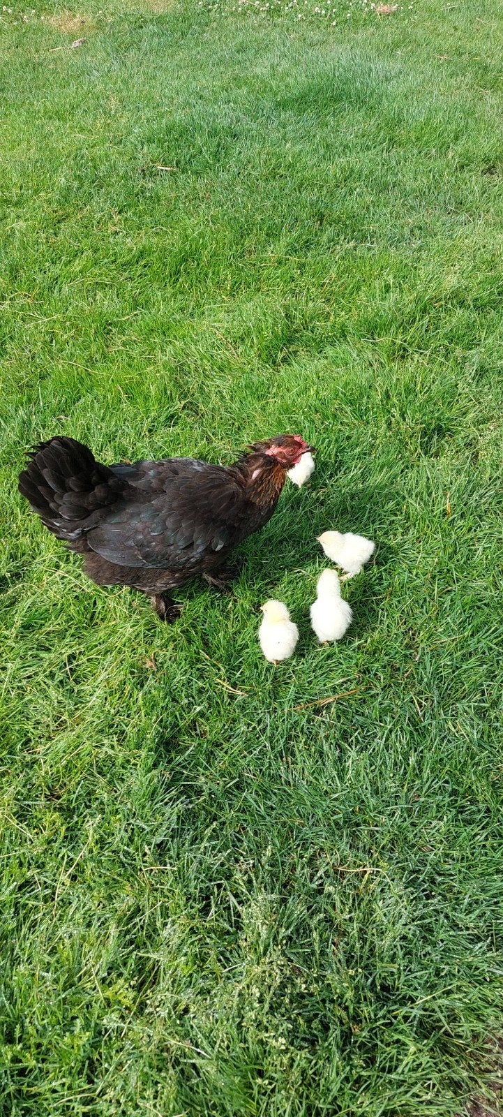 Kip met 4 brahma kuikentjes, Dieren en Toebehoren, Pluimvee, Kip