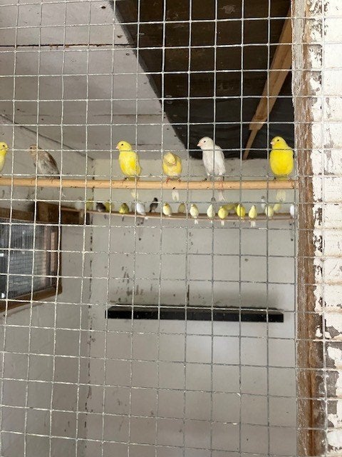 jonge kleurkanaries, Dieren en Toebehoren, Meerdere dieren, Kleurkanarie