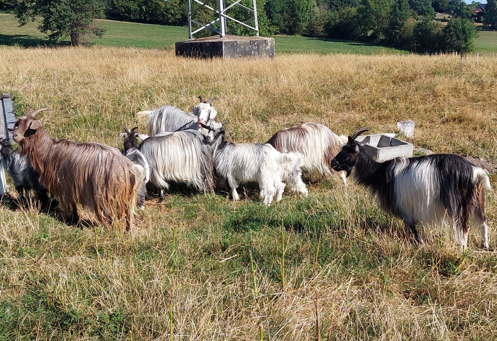 Plusieurs boucs des Pyrénées. 35€ par animal., Animaux & Accessoires, Mâle, Chèvre, 0 à 2 ans