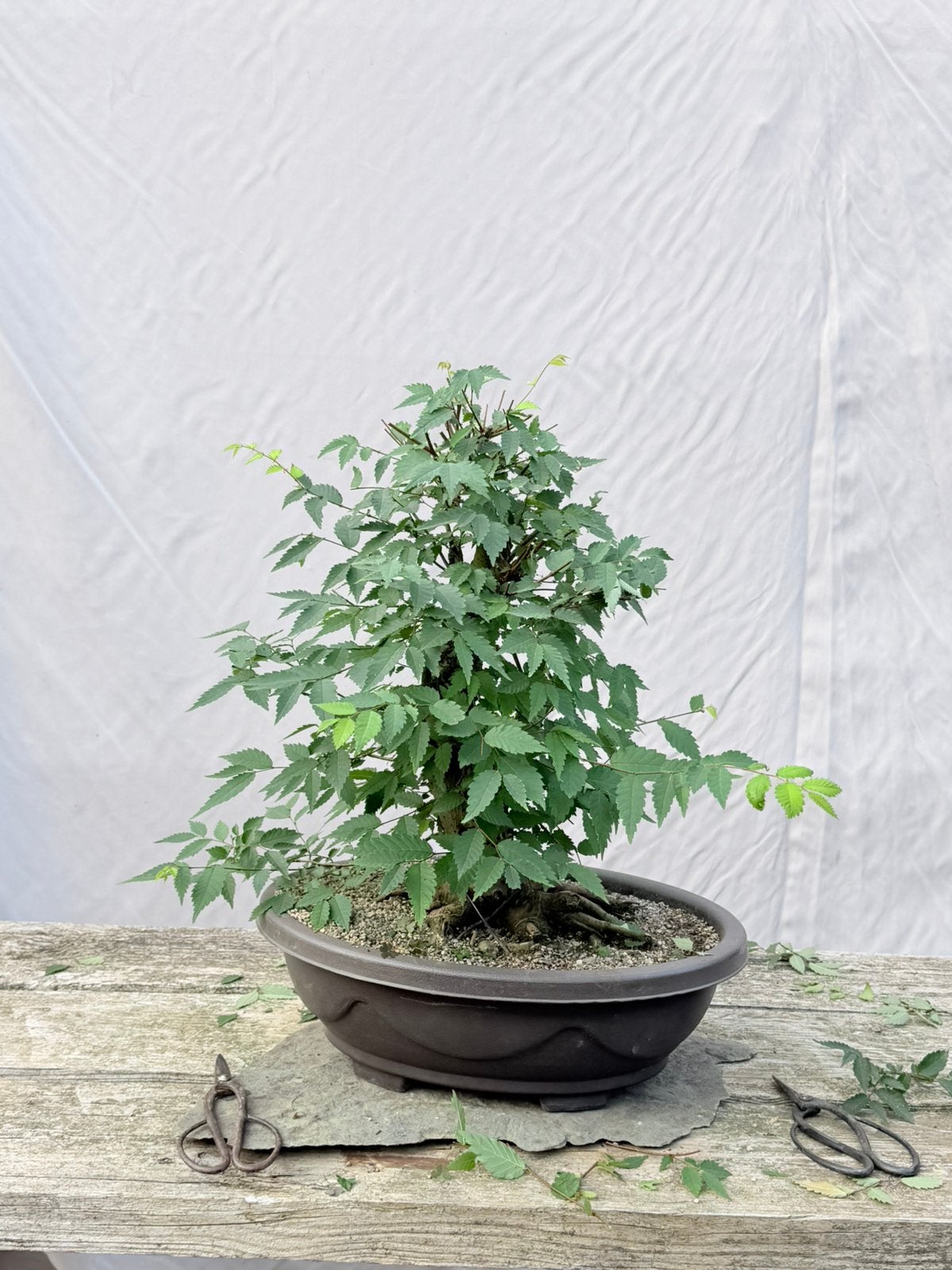Bonsai zelkova startplant, Tuin en Terras, Ophalen