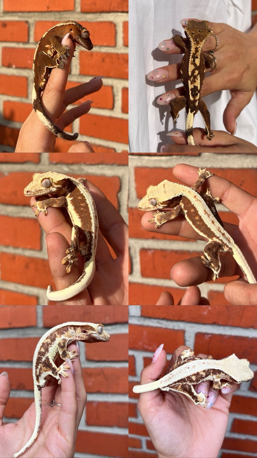 Wimpergekko’s