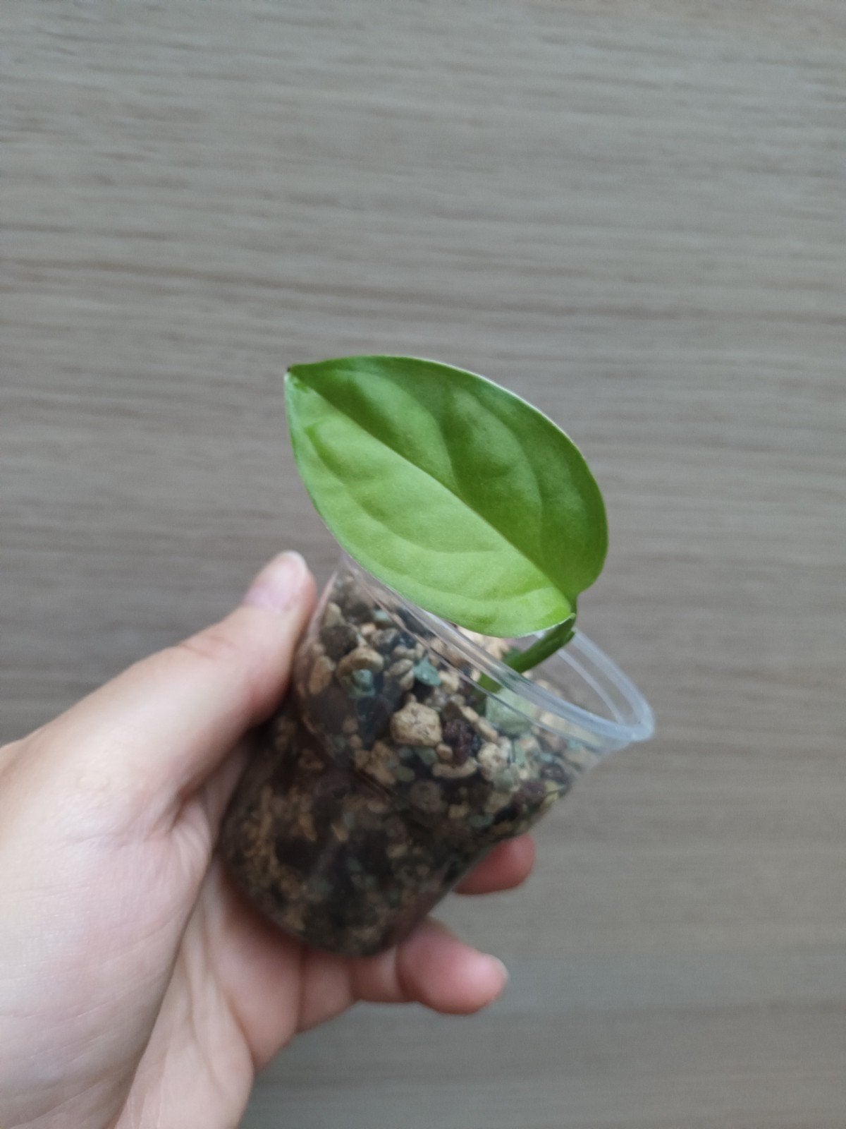 Monstera esqueleto, Maison & Meubles, Plantes d'intérieur, Enlèvement ou Envoi