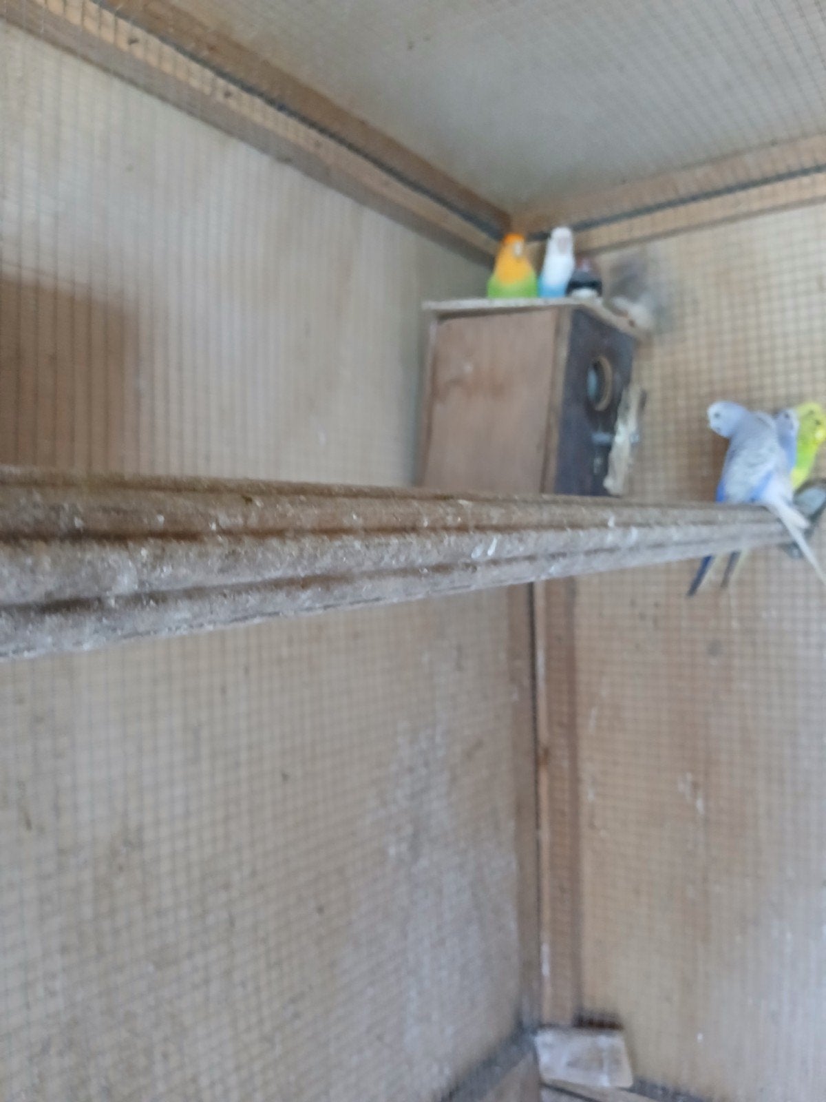 Dwergpapegaai, Dieren en Toebehoren