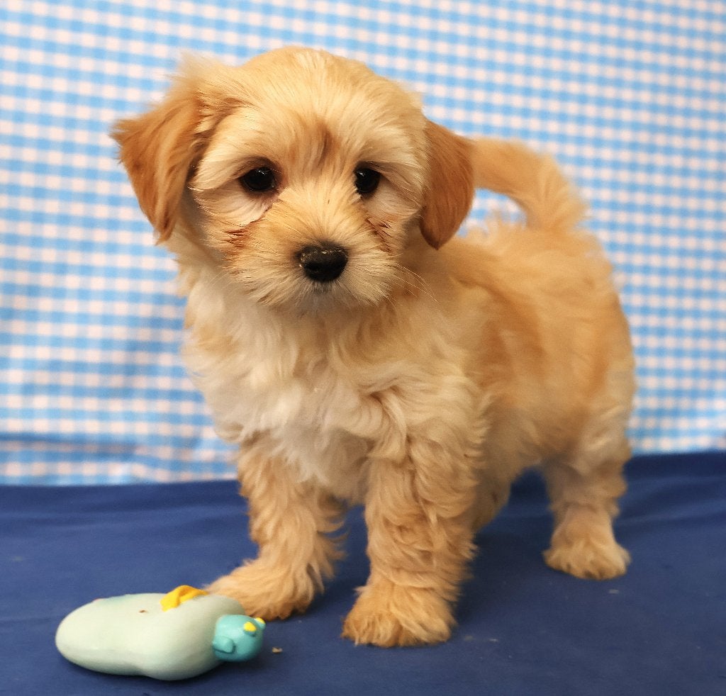 Des chiots Yorkshire de race croisée super sympas !, 15 semaines à 1 an, Chien (mâle), Petit, Éleveur | Professionnel
