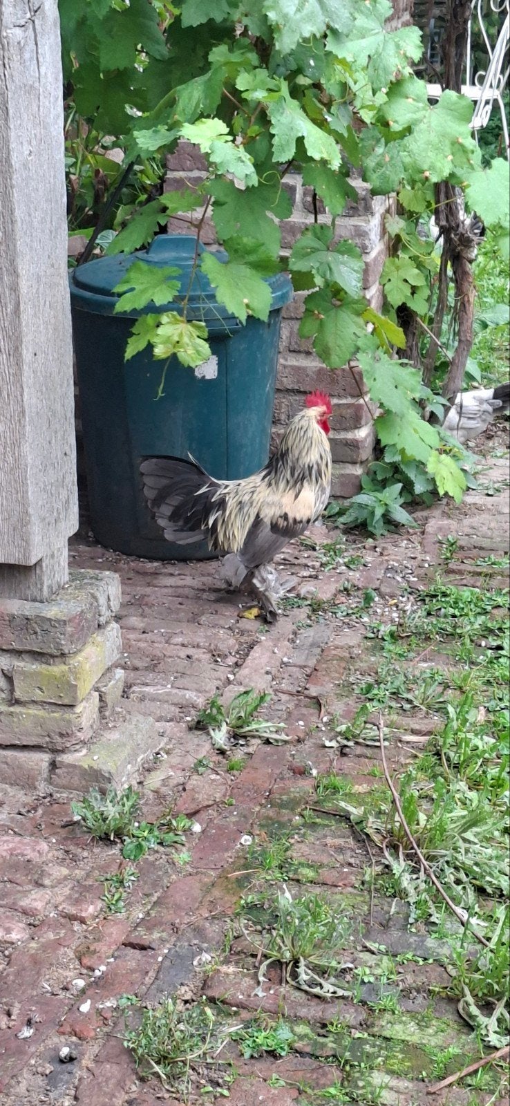 Hanen en hennen, Dieren en Toebehoren