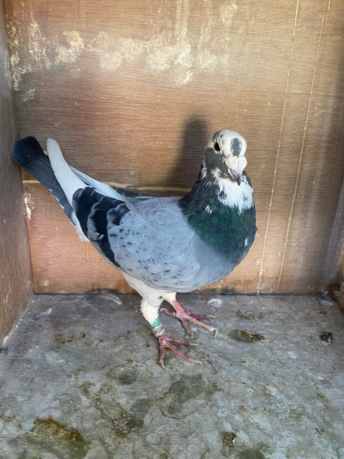 Mooie kweekduiver te koop!, Dieren en Toebehoren