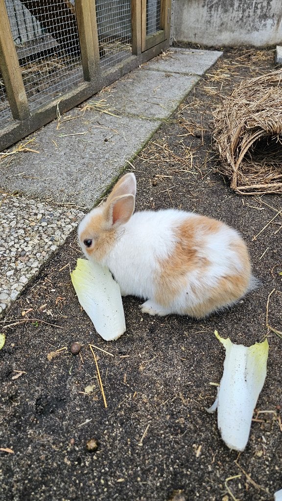 Konijnen, Mannelijk, Middelgroot, 0 tot 2 jaar