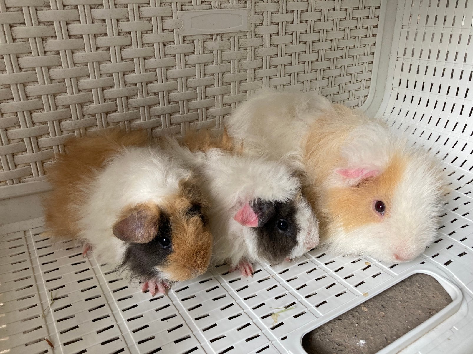 2 jonge cavia en 1 iets oudere (allen langhaar met krul), Dieren en Toebehoren, Knaagdieren, Juni, Cavia