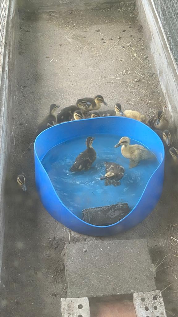 Wilde eenden, Dieren en Toebehoren, Pluimvee, Meerdere dieren, Eend