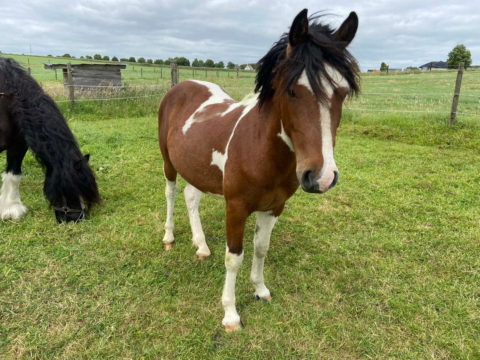Recreatie pony te koop, Dieren en Toebehoren, Pony's, Met stamboom, Ruin, 3 tot 6 jaar, C pony (1.27m tot 1.37m)
