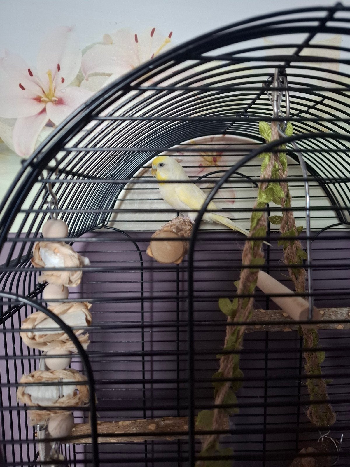 vogelkooi +, Dieren en Toebehoren, Ophalen, Zo goed als nieuw, Metaal, Vogelkooi