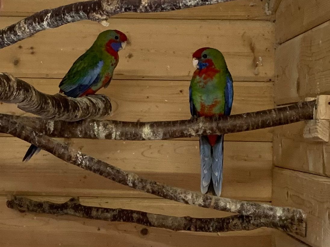 Pennant rosella parkieten, Dieren en Toebehoren