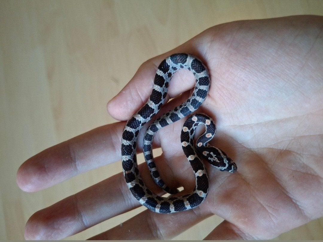 Pantherophis guttatus, Handtassen en Accessoires, Ringen, Ophalen