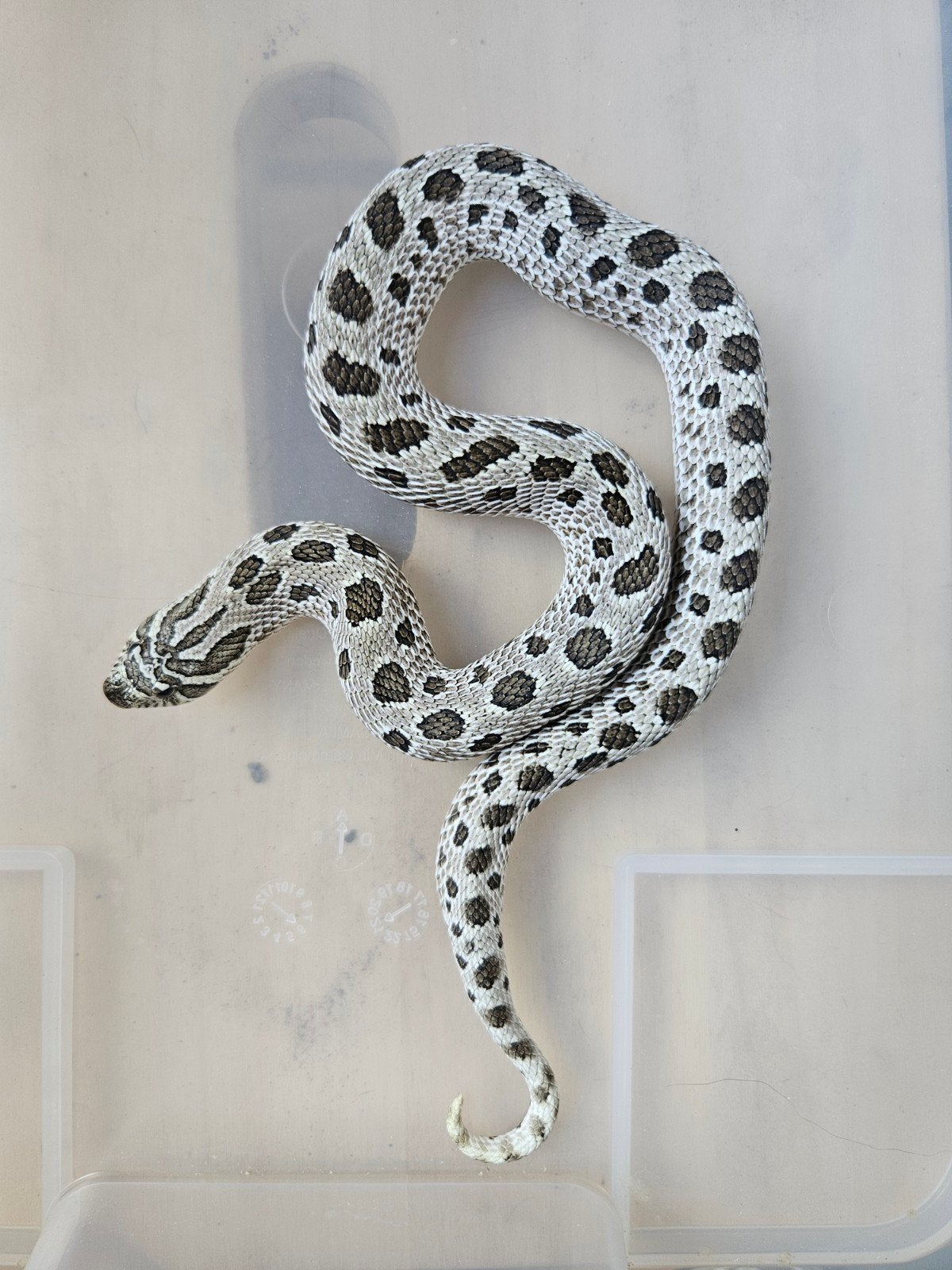 heterodon nasicus/haakneus, Dieren en Toebehoren, Slang, Tam, 3 tot 6 jaar