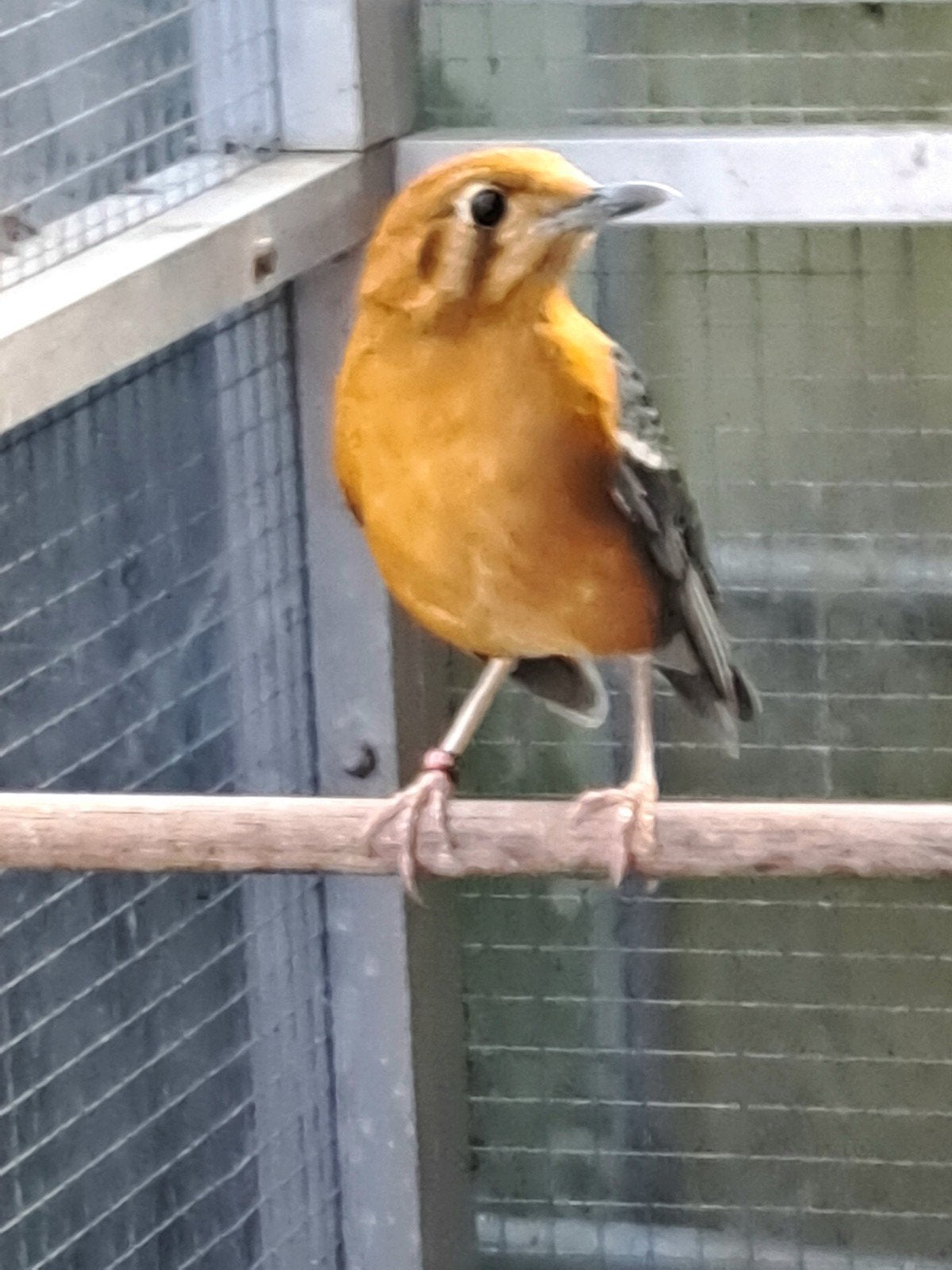 Dama lijsters, Dieren en Toebehoren, Meerdere dieren, Wildzangvogel, Geringd