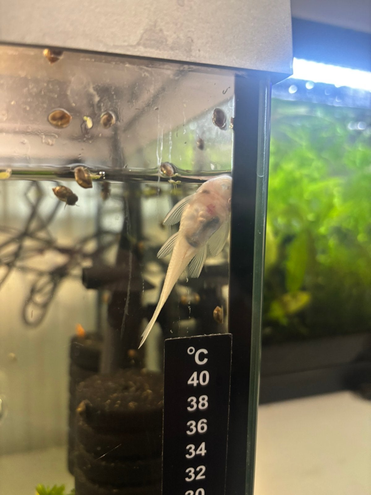 100% Raszuivere Snow White Ancistrus – Zonder zwarte vlekken, Animaux & Accessoires, Insectes & Araignées