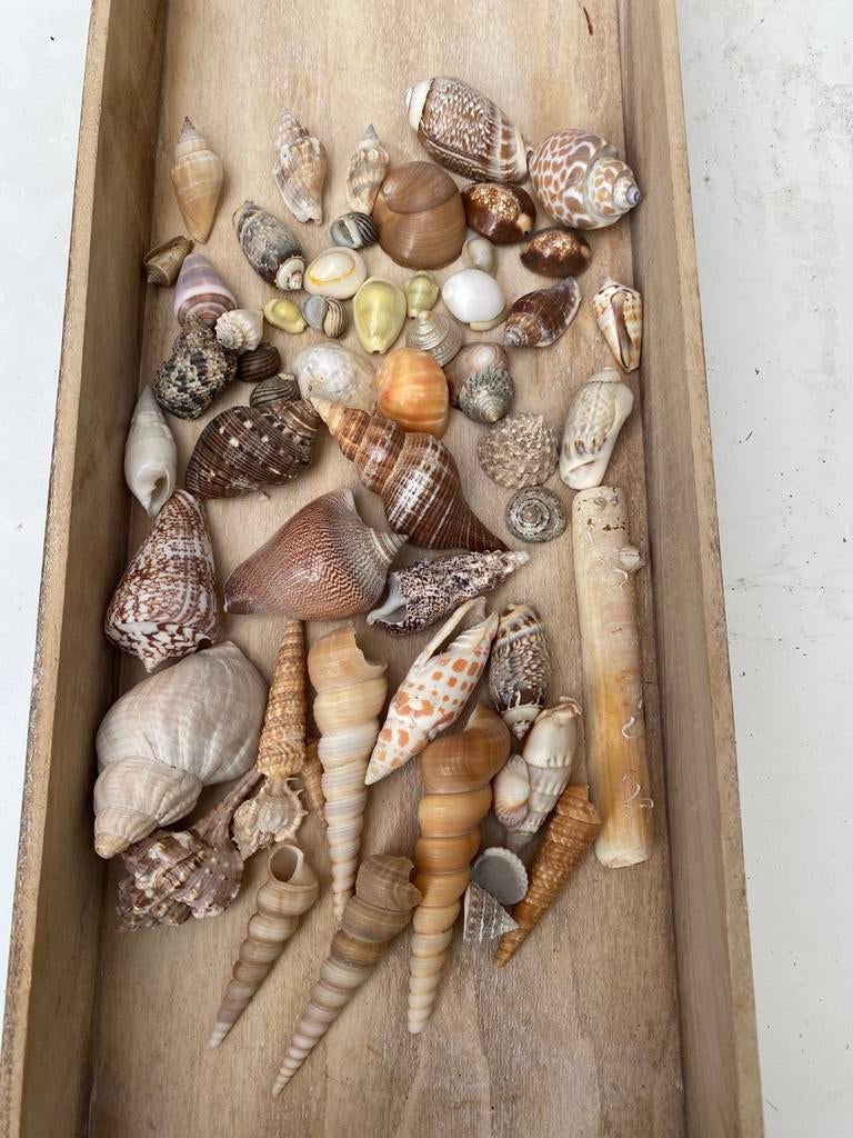 Schelpen, Verzamelen, Ophalen, Schelp(en)