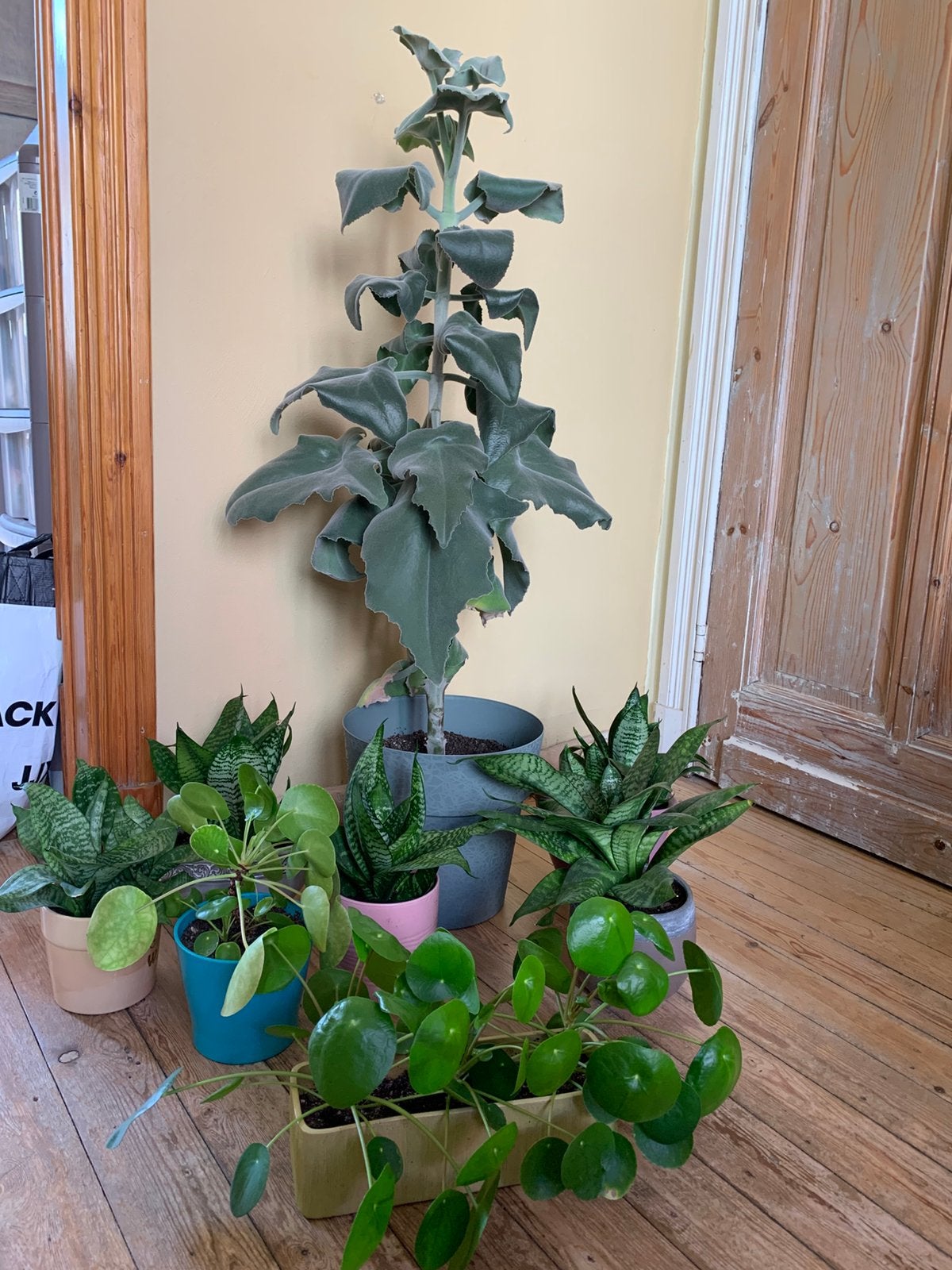 Kamerplanten met  bloempotten erbij ., Ophalen